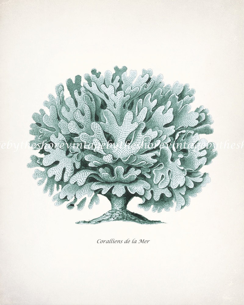 Vintage Beach Decor Haeckel Sea Coral Illustration Natural History Print No 2 - Sea Glass 8x10