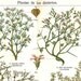 Desert Flora Botanical Print, Antique Lithograph,1923, Plants Shrubs Xerophytes