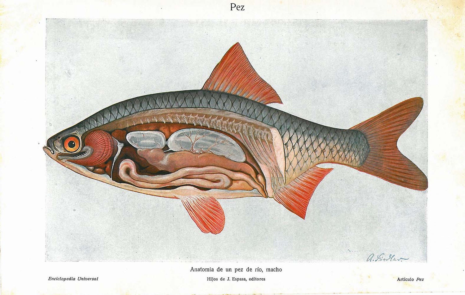 1923 Fish Anatomy Print Fresh water Teaching Vintage Illustration
