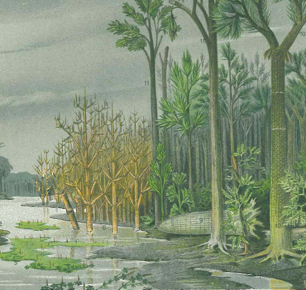 Extinct Plants Antique Color Lithograph Carboniferous Ferns