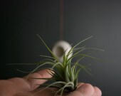 Hanging Air Planter - Small - Tillandsia air plant - Handmade Fine White Porcelain