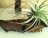 Beautiful Driftwood Sculpture - Unique home decor accessory