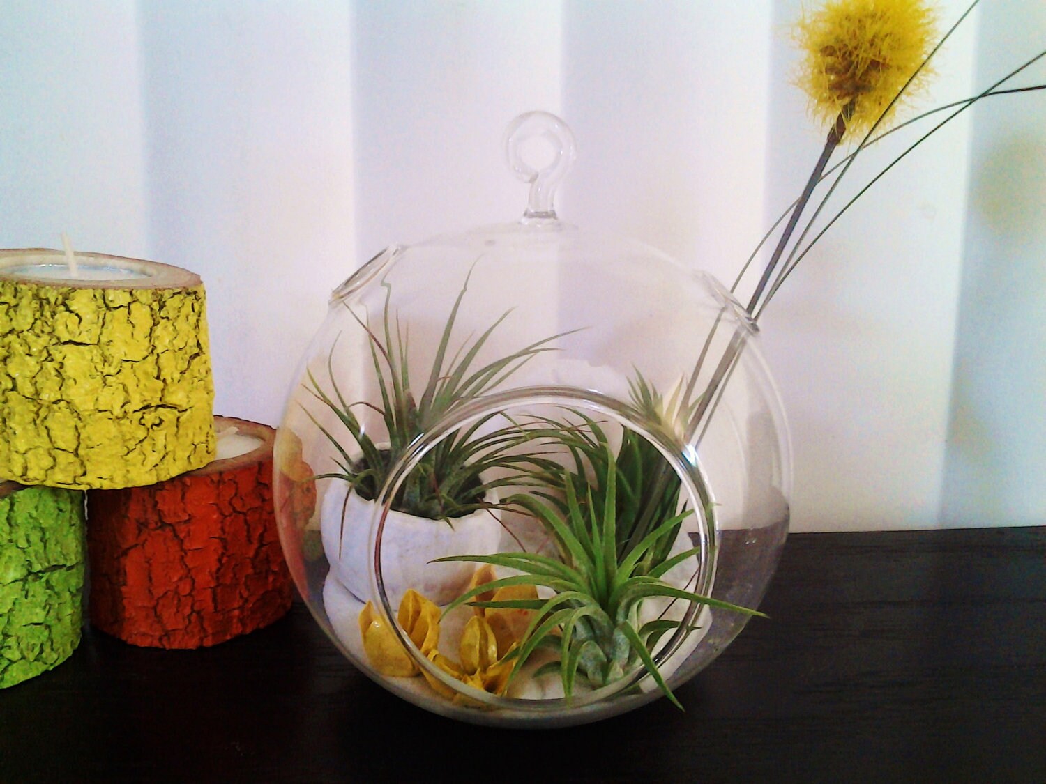 Air Plant Images