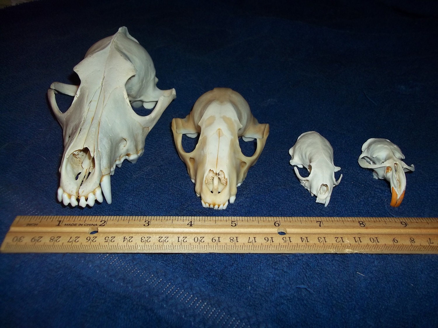 4 Real animal bone  Skull parts taxidermy craft supply coyote raccoon mink muskrat