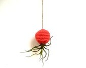 Container Hanging The ORIGINAL Crazy Bulbosa Air Plant in Hanging Tangerine Pod