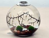 Marimo Aquatic Terrarium - Japanese Moss Ball Aquarium - Ball Vase - Sea Fan - Shells - Home and Garden