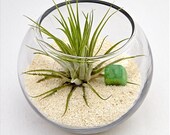 ZODIAC CANCER mini terrarium - aventurine, air plant, trendy home decor,mothers day, sand terrarium, horoscope, mothers day gifts
