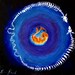 Embryo & Snake Bones Mandala "REBIRTH" LIMITED EDITION print (ready to hang) by Erin Paul