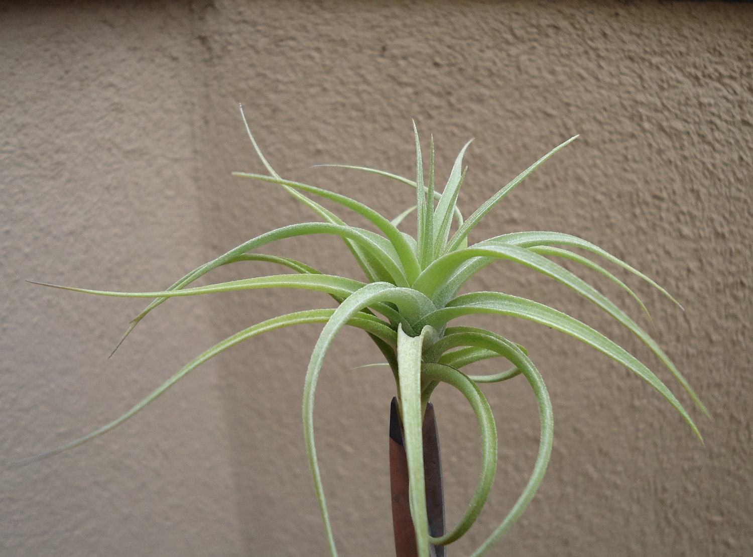 Tillandsia Bergeri Large Form