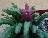 Mini Star Fish Cactus Stapelia Scitula