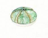 Sea Urchin with no Words/ watercolor print/teal/light green/aqua/tan/sea/ocean life/ Archival Print