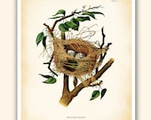 Bird Nest Eggs Art Print Antique Vintage Art Print Oriole Home Decor Wall Decor 8x10 inches