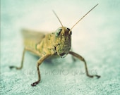 Grasshopper Photo, Minimalist Nature Photography, Fine Art Print, Vintage Look, Macro Insect, Green, Blue, Bug Nursery Art - ChicksPhotoGraphics