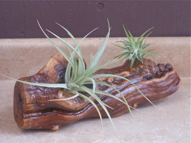 Air Plant Centerpiece on Large Grapewood  Unique Gift  Gifts for Him  Gifts under 60