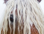 Horse Photography - BLONDE - Comtois Horse  FineArt Print - Wall Decor