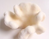 Beach Decor - White Cluster Coral - Authentic Specimen Quality