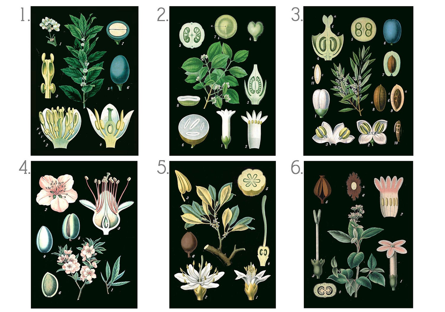 Black Background Botanical Chart Art - 20x30