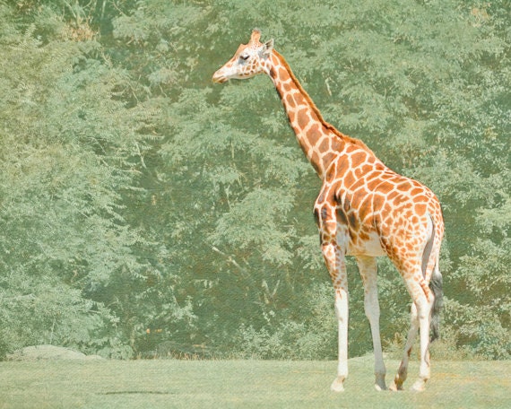 Giraffe Photography 8x10, Animal Print, Zoo Nursery Wall Art, Surreal Nature Photograph, Green Orange Decor, Wildlife Picture