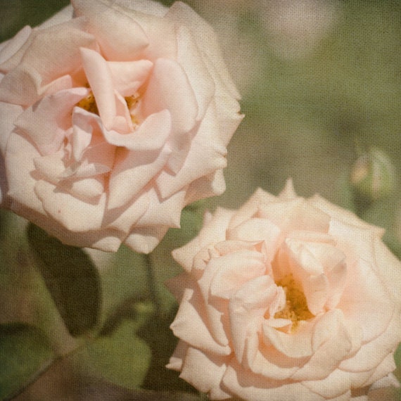 Peach Wall Decor 8x8, Rose Photography, Pink and Olive Green Flower Print, Shabby Chic Floral Wall Art, Feminine Decor, tbteam