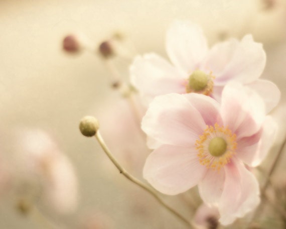 Dreamy Pink Wall Decor 8x10, Smoke Rose Flower Photography, Floral Nursery Picture, Feminine Botanical Print, Cottage Chic Decor