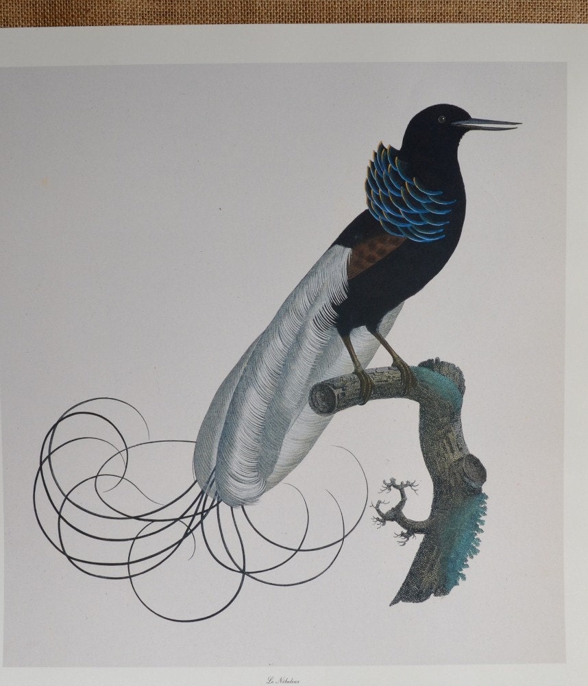 vintage Smithsonian print of Le Nebuleux bird of Paradise