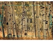 Aspen trees in fall colors sepia canvas print 16x24