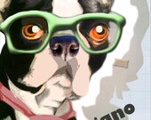 Collaged Boston Terrier-5x7 print of an original drawing collaged in digital media