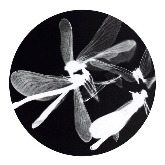 Approx. 8x11" black and white dragonfly print from original photogram artwork