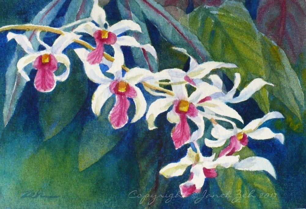 Tropical Flowers Painting Magenta and White Orchids Original Watercolor 4x6 Janet Zeh