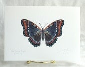 Butterfly Print.  5 x 7 Print of my Original Drawing. - SnoogsAndWilde