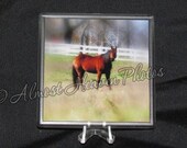 Horse Photo Coasters