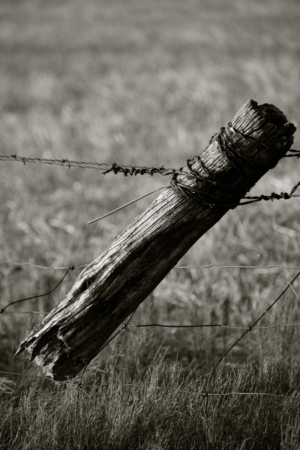 Wooden Fence Post, Rusted Barbed Wire, Farm and Ranch Photography, Black and White photograph of Fence Post, FPOE, POE, 5x7 photograph