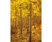 Luminous Golden Aspens Photo Autumn Colors Liquid Gold Landscape Photography 12x18 Medium Print Fall Leaves