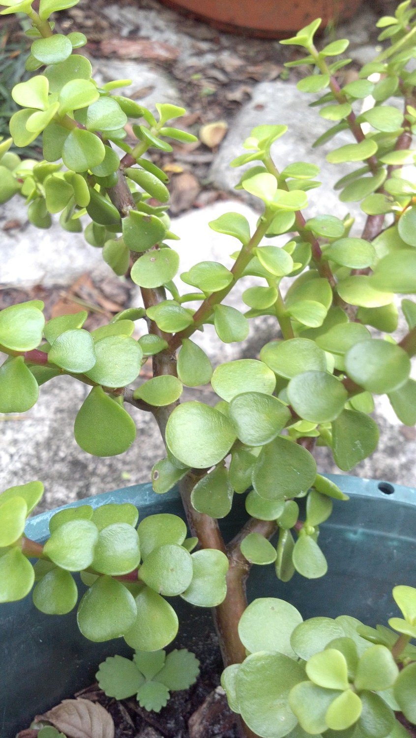 lucky jade plant