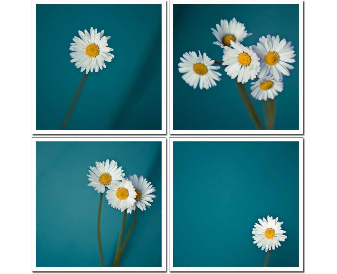 Original Art Photographs, Daisy Flower Photography, Set of Four Canvas or Photo Paper Fine Art Prints Daisy 4x4, blue