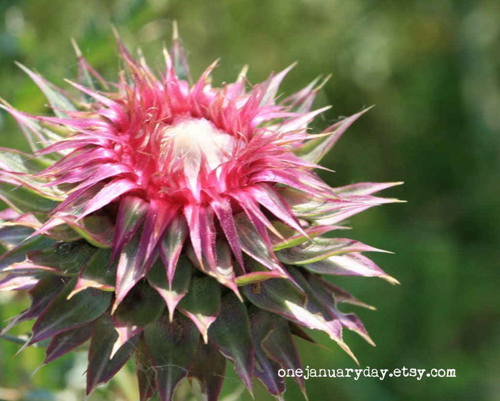 Nature Photography, Summer Glory Art Print (8x10)