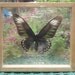 REAL BLUEKIANA BUTTERFLY Taxidermy Double Glass in Frame/BFD01D