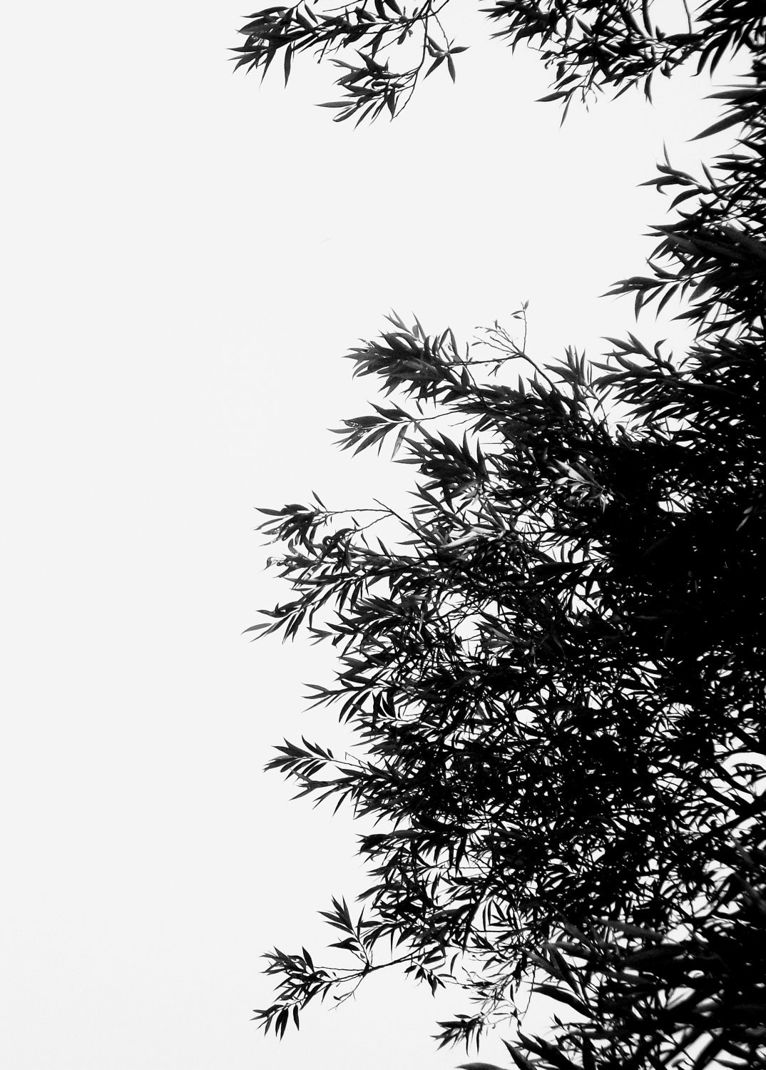 5x7 Black and White Minimalist Nature Print  Photography Dreamy Photography Beautiful Black and White Plant Fine Art Original Print
