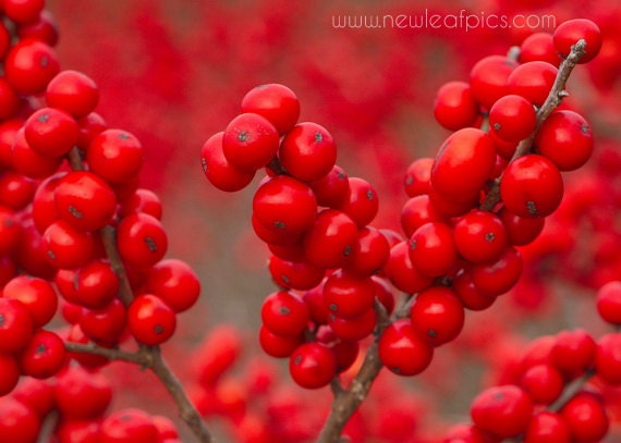 Christmas Photography, Winterberry Holly berries, Red Holiday decor, 5x7 Fine Art Nature Photography