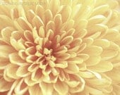 Nature Photography, botanical print, Pale Gold Mum flower, fine art print, 8x10 photograph