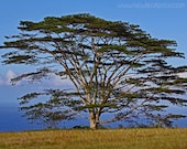 Hawaiian Tree landscape photo, 8x10 fine art Nature Photography