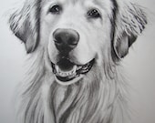 Hand drawn charcoal and graphite pet portrait - KimberlyBrownArt