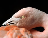 Flamingo, 5x7 Fine Art Photography, Bird Photography, Nature Photography - CindiRessler