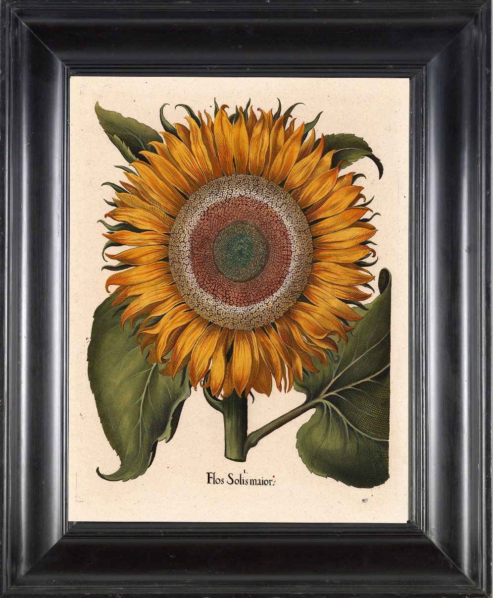 BOTANICAL PRINT Besler 8x10 Botanical Art Print 31 Beautiful Large Yellow Sunflower Summer Nature Antique Writing to Frame