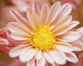 Flower Macro photograph 8x12 Fine Art Photography nature floral yellow peach blossom photo print wall art decor
