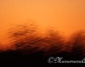 Copper Forest 3., Sunset Photo, Living Trees, Fine Art Photography, 12x7.88"