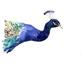 SALE -20% ART Peacock 16"x20" ( 40x50 cm ) BIG Print of Original Watercolor painting