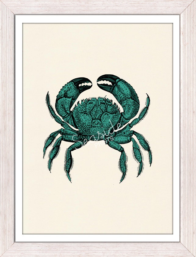 Seaside wall art Turquise crab - sea life print -Marine  sea life illustration A4 print - vintage natural sea history
