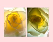 Glow Diptych. 8X10 Print set, Christmas, discount, fine art photography, framable art prints, roses, flowers, soft texture, yellow, gold,