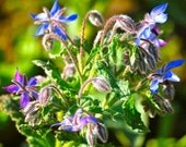 Organic Dried Borage Leaves